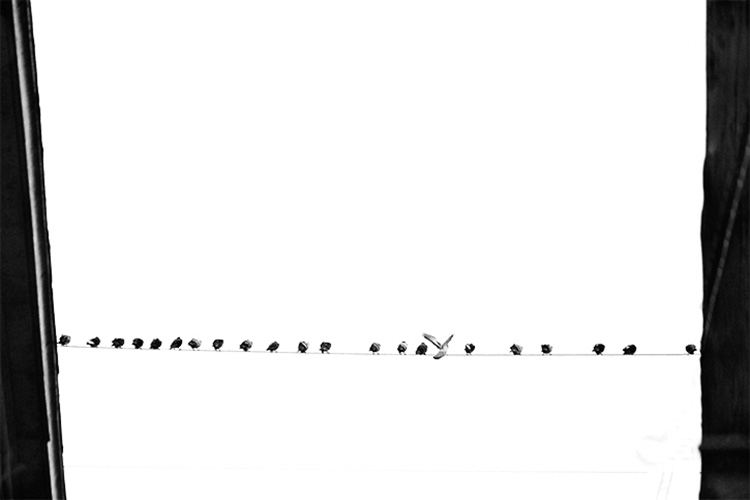 Birds-on-a-wire_Sakhile-Vanqasm